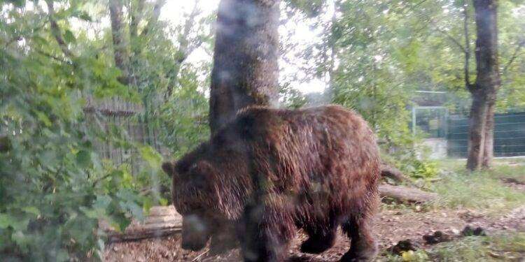 Prelevato e abbattuto in bassa Val di Sole l’orso M90