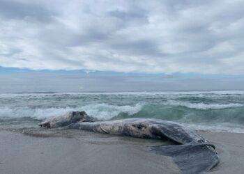 Carcassa di capodoglio sulla spiaggia di S.Giovanni di Sinis