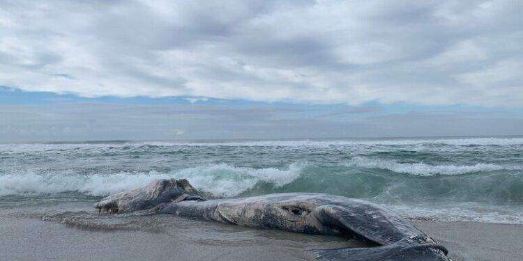 Carcassa di capodoglio sulla spiaggia di S.Giovanni di Sinis