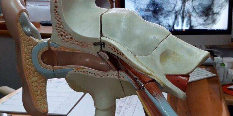 Screening sulla sordità, appuntamento il 4 marzo a Sassari