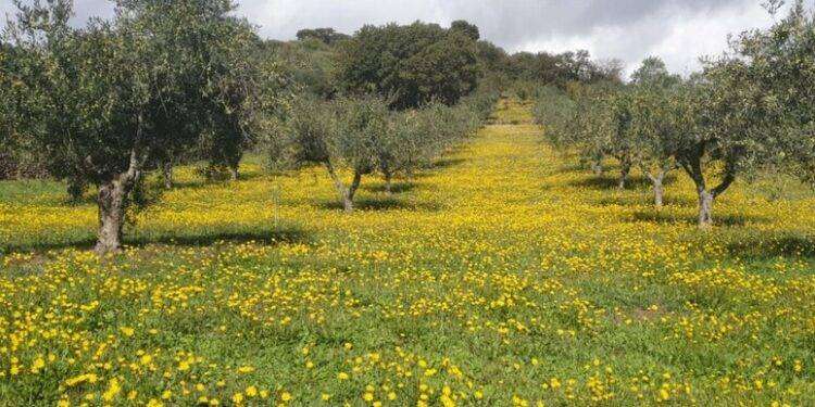 Copagri, tra priorità Todde ci sia anche legge quadro di settore