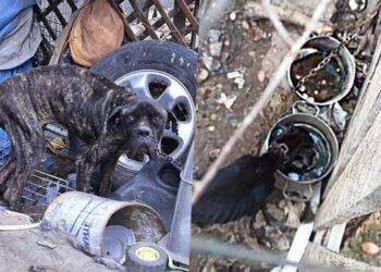 Cane corso incatenato e morto di stenti, denunciato il padrone