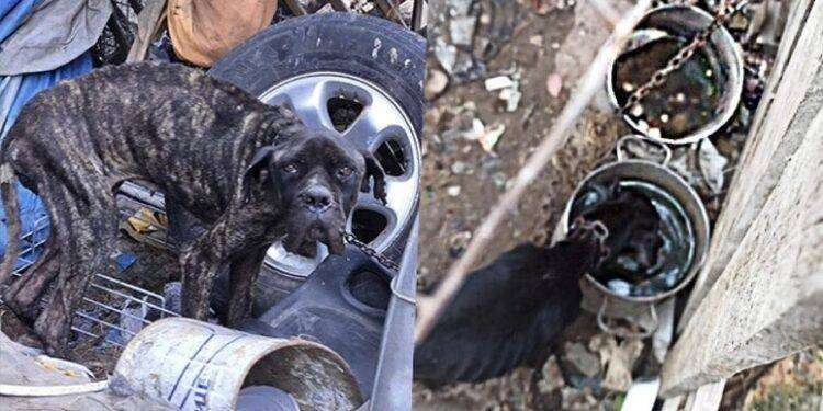 Cane corso incatenato e morto di stenti, denunciato il padrone