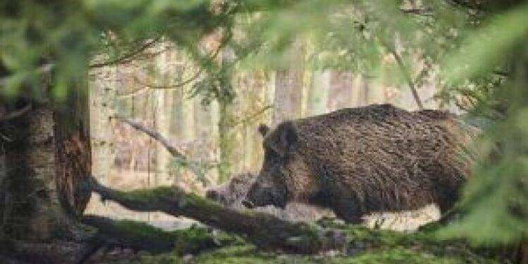 Parco di Porte Conte, battute di caccia per abbattere cinghiali