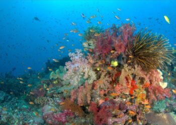 Le barriere coralline sono più estese del previsto