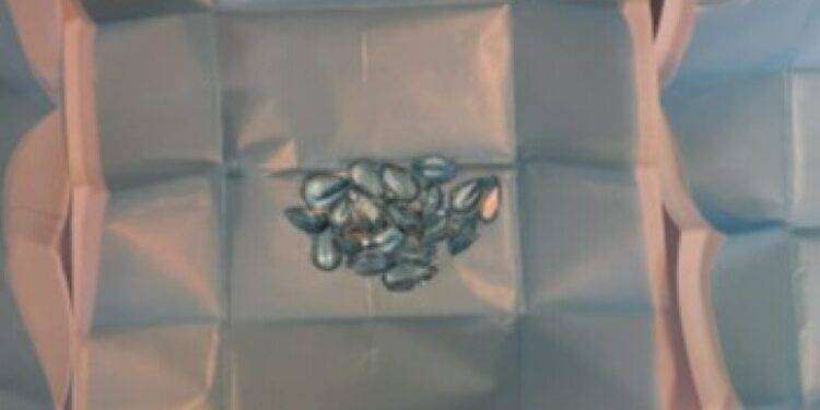 All’asta gioielli e preziosi sequestrati al porto di Olbia