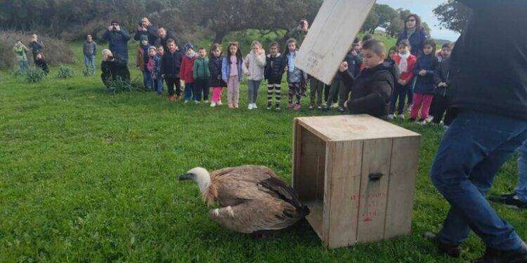 Rimase ferito dai cavi elettrici, grifone riprende il volo