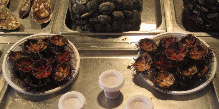 Sequestrati 11 kg di polpa di ricci in ristoranti e banchetti