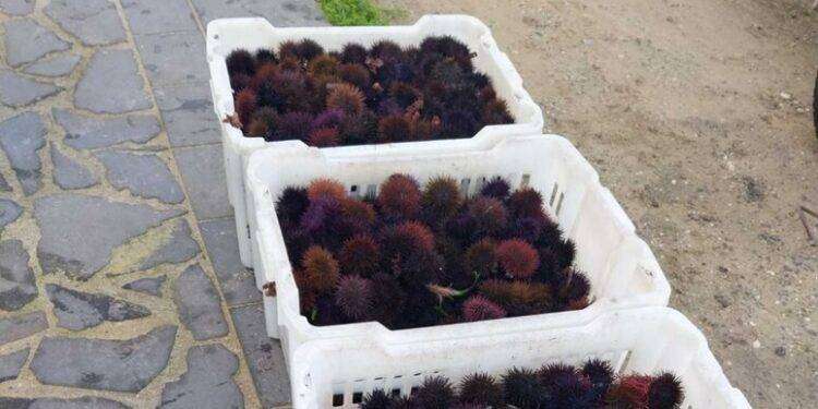 Pesca ricci di mare a Capo Frasca, nei guai sub professionale