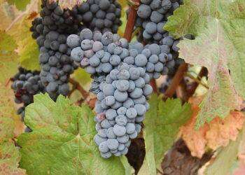 Bovale ‘mannu’, ecco il terzo ambasciatore del Terralba Doc