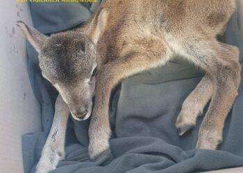 Ussassai, soccorso muflone vicino all’ex stazione ferroviaria