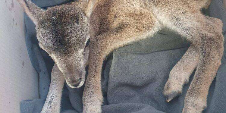 Ussassai, soccorso muflone vicino all’ex stazione ferroviaria