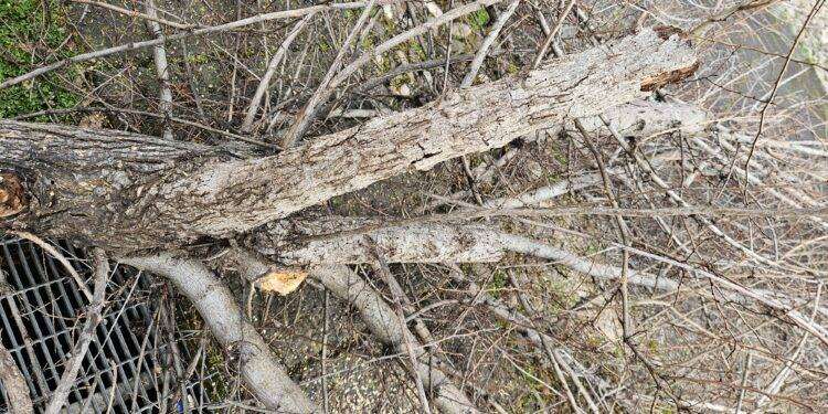 Alghero, cura del verde: nuove piantumazioni e sicurezza