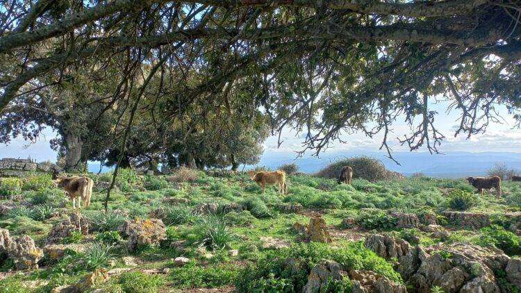 Speculazione energetica, il post su Esterzili
