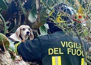 Cagliari, cane intrappolato tra le spine salvato dai Vigili del Fuoco