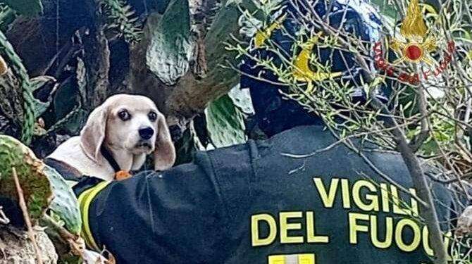 Cagliari, cane intrappolato tra le spine salvato dai Vigili del Fuoco