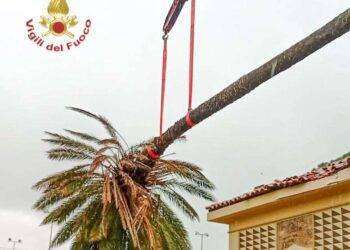 Maltempo: una palma cade su tetto di un oratorio nell’Oristanese