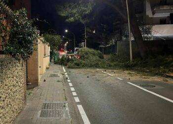 Terrore a Cagliari,  crolla un albero in via S’Arrulloni