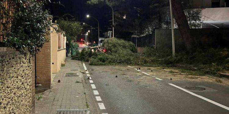 Terrore a Cagliari, crolla un albero in via S’Arrulloni