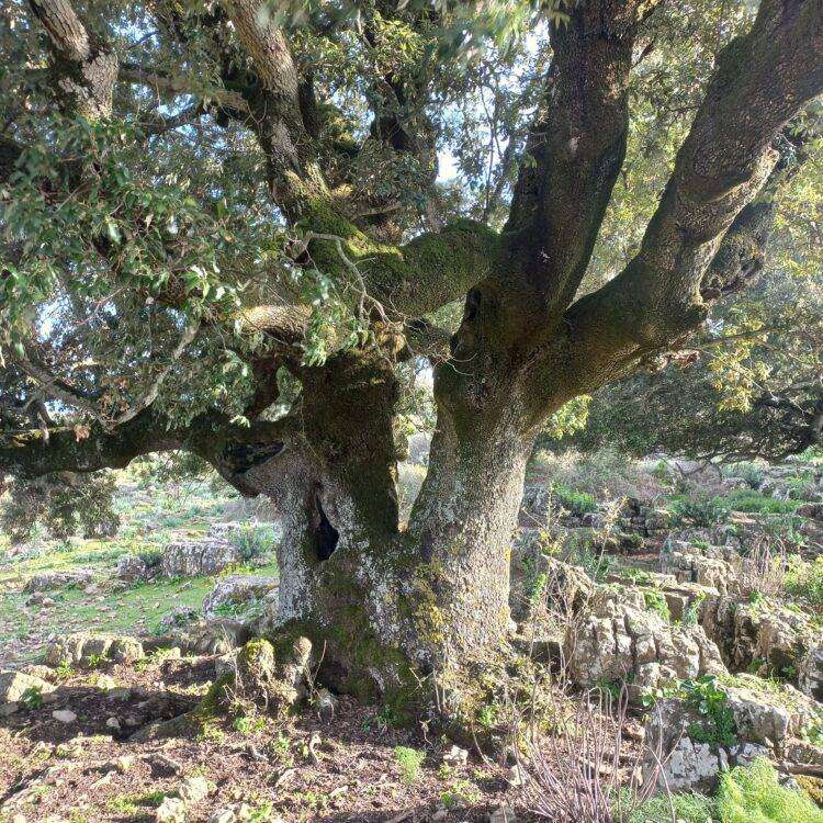Speculazione energetica, il post su Esterzili