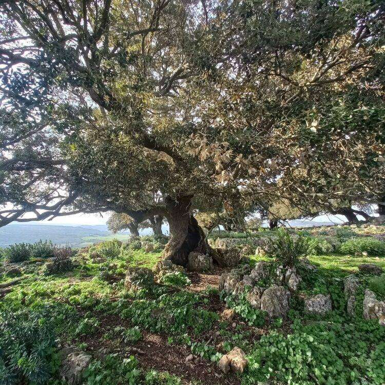 Speculazione energetica, il post su Esterzili