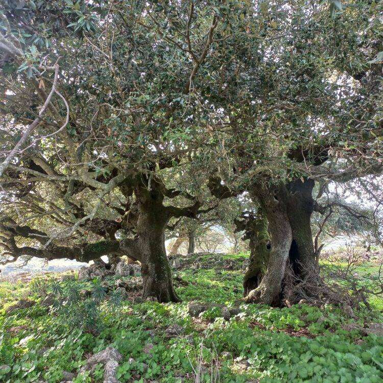 Speculazione energetica, il post su Esterzili