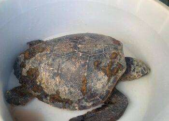 Una Caretta caretta e un delfino morti in due spiagge della Sardegna