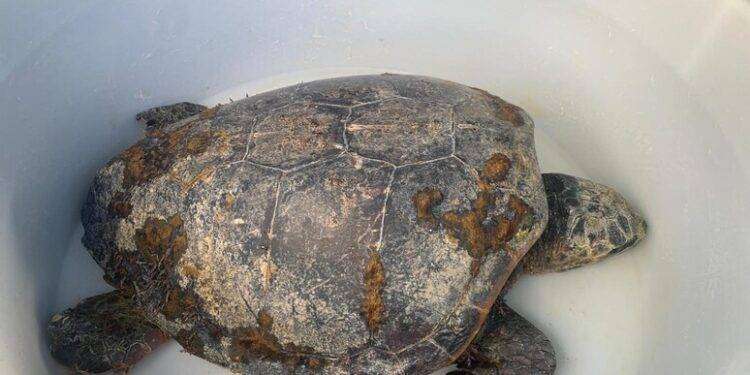 Una Caretta caretta e un delfino morti in due spiagge della Sardegna