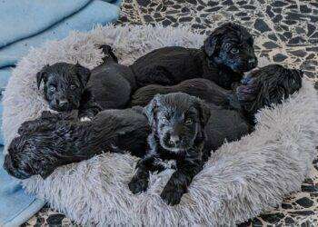 Cagliari, adozioni del Canile comunale: al via la Campagna di sensibilizzazione