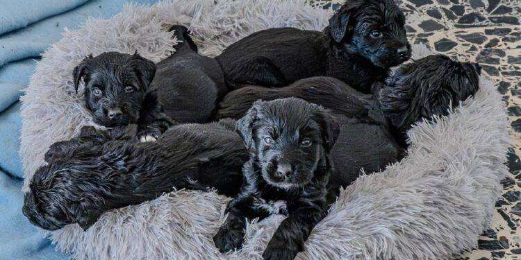 Cagliari, adozioni del Canile comunale: al via la Campagna di sensibilizzazione