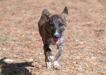 Gale e altri amici a quattro zampe aspettano di trovare una nuova famiglia a Cagliari