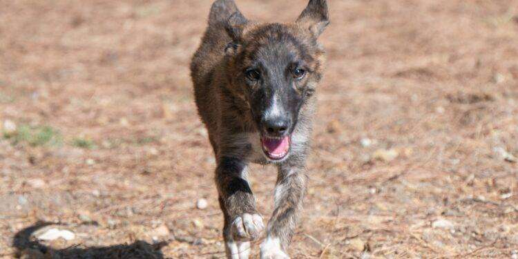 Gale e altri amici a quattro zampe aspettano di trovare una nuova famiglia a Cagliari