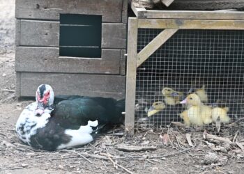Cagliari, dopo la strage di uccelli: Monte Urpinu torna a ripopolarsi