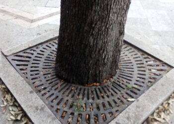 “Liberate gli alberi da griglie e cemento”