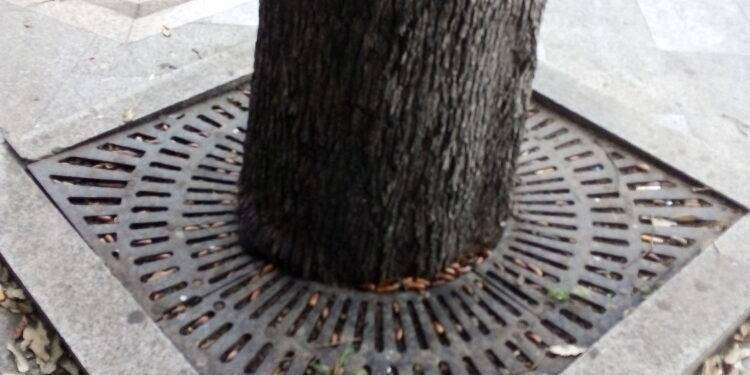 “Liberate gli alberi da griglie e cemento”