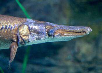 Il segreto dei fossili viventi è in un Dna a prova di mutazioni