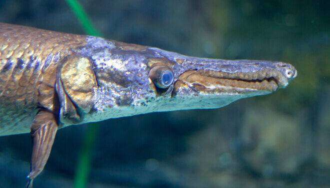 Il segreto dei fossili viventi è in un Dna a prova di mutazioni