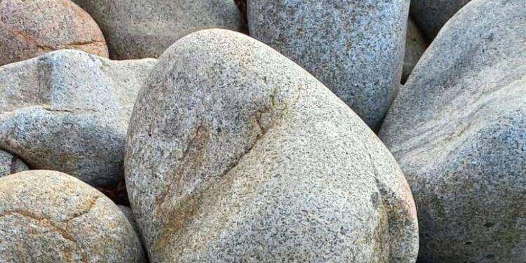 Intrappolata dal nylon, tartaruga salvata nel sud Sardegna