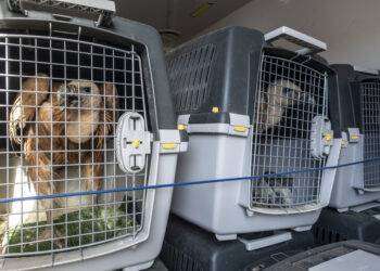 La Sardegna si ripopola di grifoni, 21 esemplari dalla Spagna