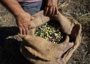 L’olio evo di Sardegna primeggia in Italia e in Europa