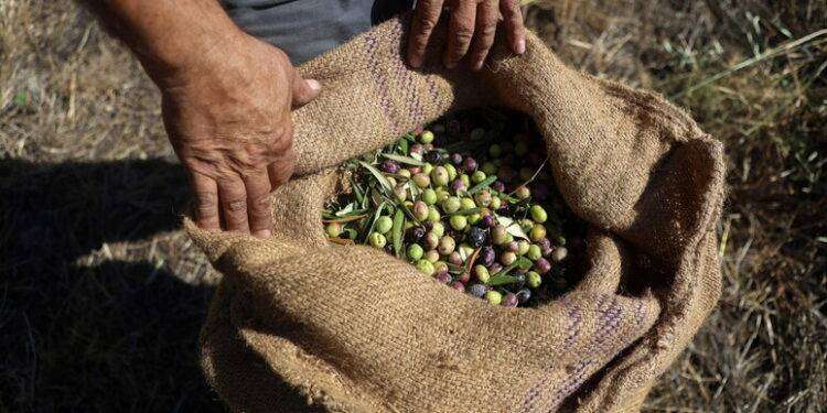L’olio evo di Sardegna primeggia in Italia e in Europa
