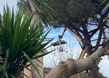 Morto in ospedale il 50enne caduto mentre potava un albero