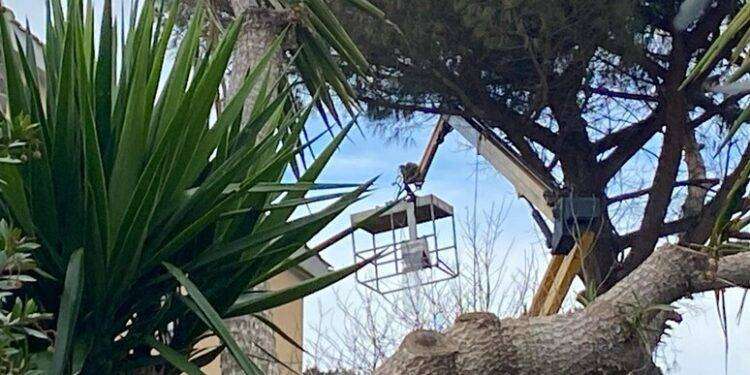 Morto in ospedale il 50enne caduto mentre potava un albero