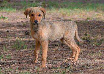 Al Canile municipale di Cagliari Willy cerca una nuova famiglia da amare