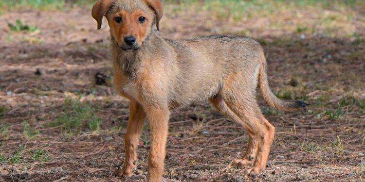 Al Canile municipale di Cagliari Willy cerca una nuova famiglia da amare