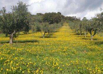 Coldiretti, ‘basta sprechi di acqua nell’Isola’