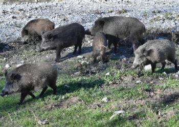 L’Enpa scrive al sindaco Cabras, ‘alt ad abbattimenti cinghiali’
