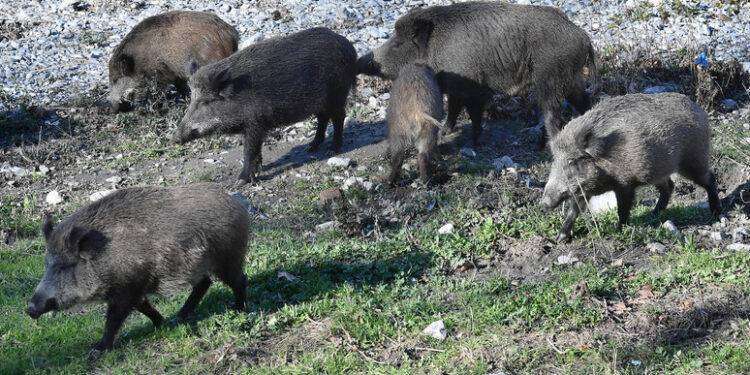 L’Enpa scrive al sindaco Cabras, ‘alt ad abbattimenti cinghiali’