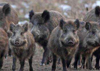 Oristano, azioni di contrasto per limitare danni dei cinghiali