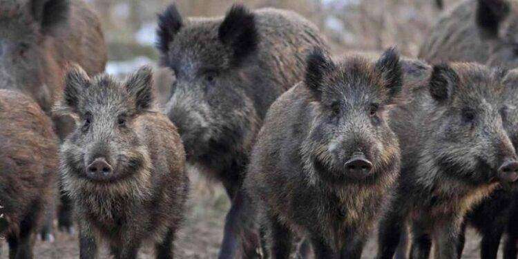 Oristano, azioni di contrasto per limitare danni dei cinghiali